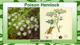 Conium maculatum
Poison Hemlock
 