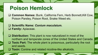 Poison Hemlock
 Common Names: Bunk, California Fern, Herb Bonnett,Kill Cow,
Poison Parsley, Poison Root, Snake Weed etc.
 Scientific Name: Conium maculatum.
 Family: Apiaceae.
 Distribution: This plant is now naturalized in most of the
northern and temperate zones of the United States and Canada.
 Toxic Part: The whole plant is poisonous, particularly the root
and seeds.
 Toxin: Coniine and related nicotine-like alkaloids.
 