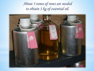 About 3 tones of roses are needed
to obtain 1 kg of essential oil.
 