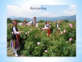 Rose-picking
 