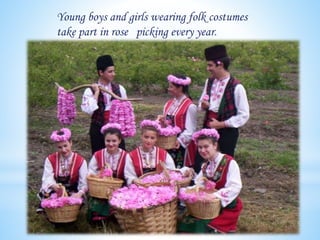 Young boys and girls wearing folk costumes
take part in rose picking every year.
 