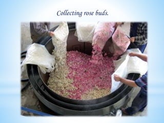 Collecting rose buds.
 