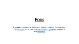 Pons
The pons is part of the brainstem, and in humans it lies inferior to
the midbrain, superior to the medulla oblongata and anterior to
the cerebellu
 