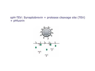 spH-TEV: Synaptobrevin + protease cleavage site (TEV)
+ pHluorin
 