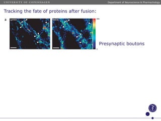Tracking the fate of proteins after fusion:
Presynaptic boutons
Department of Neuroscience & Pharmachology
 