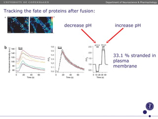 33.1 % stranded in
plasma
membrane
decrease pH increase pH
Department of Neuroscience & Pharmachology
Tracking the fate of proteins after fusion:
 