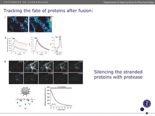 Silencing the stranded
proteins with protease
Department of Neuroscience & Pharmachology
Tracking the fate of proteins after fusion:
 