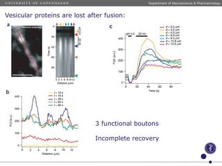 Vesicular proteins are lost after fusion:
3 functional boutons
Incomplete recovery
Department of Neuroscience & Pharmachology
 