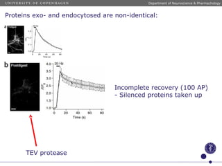 Incomplete recovery (100 AP)
- Silenced proteins taken up
Department of Neuroscience & Pharmachology
Proteins exo- and endocytosed are non-identical:
TEV protease
 