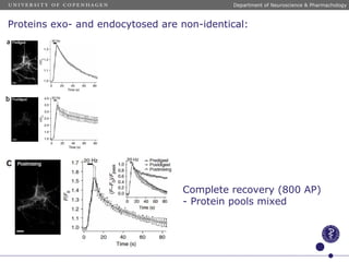 Complete recovery (800 AP)
- Protein pools mixed
Department of Neuroscience & Pharmachology
Proteins exo- and endocytosed are non-identical:
 