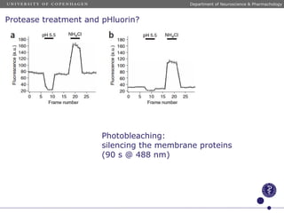 Protease treatment and pHluorin?
Photobleaching:
silencing the membrane proteins
(90 s @ 488 nm)
Department of Neuroscience & Pharmachology
 