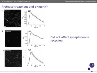 Did not affect synaptobrevin
recycling
Department of Neuroscience & Pharmachology
Protease treatment and pHluorin?
 