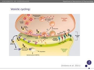 Vesicle cycling:
(Victoria et al. 2011)
Department of Neuroscience & Pharmachology
 