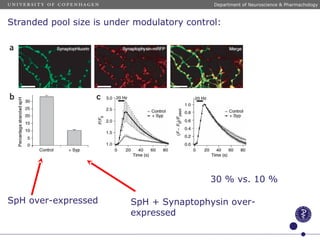 Stranded pool size is under modulatory control:
30 % vs. 10 %
SpH over-expressed SpH + Synaptophysin over-
expressed
Department of Neuroscience & Pharmachology
 