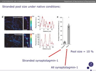 Stranded pool size under native conditions:
Pool size = 10 %
Stranded synaptotagmin-1
All synaptotagmin-1
Department of Neuroscience & Pharmachology
 