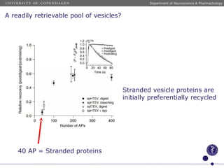 A readily retrievable pool of vesicles?
Stranded vesicle proteins are
initially preferentially recycled
40 AP = Stranded proteins
Department of Neuroscience & Pharmachology
 