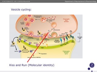Vesicle cycling:
Kiss and Run (Molecular identity)
Department of Neuroscience & Pharmachology
 