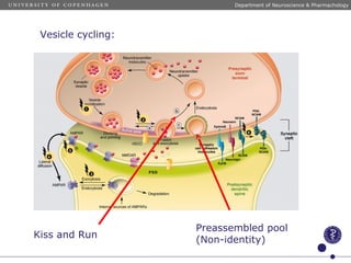 Kiss and Run
Preassembled pool
(Non-identity)
Department of Neuroscience & Pharmachology
Vesicle cycling:
 