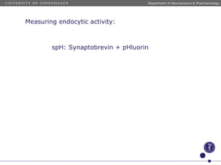 g
Measuring endocytic activity:
Department of Neuroscience & Pharmachology
spH: Synaptobrevin + pHluorin
 