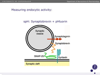 g
Department of Neuroscience & Pharmachology
Measuring endocytic activity:
spH: Synaptobrevin + pHluorin
 