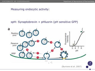 spH: Synaptobrevin + pHluorin (pH sensitive GFP)
(Burrone et al. 2007)
Department of Neuroscience & Pharmachology
Measuring endocytic activity:
 