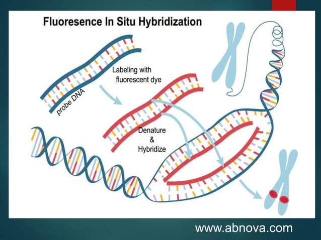fish- Fluorescence in situ hybridization | PPTX