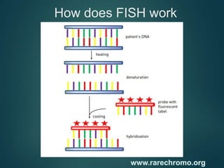 How does FISH work
 