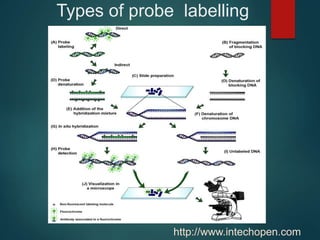 Types of probe labelling
http://www.intechopen.com
 