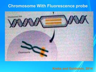 Chromosome With Fluorescence probe
Krebs and Goldstein, 2014
 
