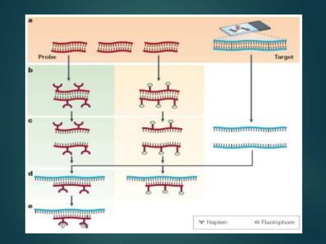 fish- Fluorescence in situ hybridization | PPTX