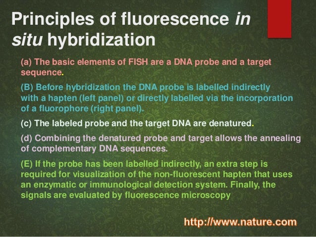 4c Fluorescent In Situ Hybridization Fish The Human