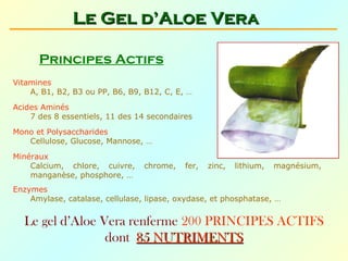 Le Gel d’Aloe Vera

      Principes Actifs
Vitamines
    A, B1, B2, B3 ou PP, B6, B9, B12, C, E, …
Acides Aminés
    7 des 8 essentiels, 11 des 14 secondaires
Mono et Polysaccharides
   Cellulose, Glucose, Mannose, …

Minéraux
    Calcium, chlore, cuivre,     chrome,   fer,   zinc,   lithium,   magnésium,
    manganèse, phosphore, …
Enzymes 
    Amylase, catalase, cellulase, lipase, oxydase, et phosphatase, …


  Le gel d’Aloe Vera renferme 200 PRINCIPES ACTIFS
                 dont 85 NUTRIMENTS
 