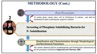 METHODOLOGY (Cont.)
P u r i f i c a t i o n
Screening of Phosphate Solubilizing Bacteria for
P- Solubilization
Identification and Characterization through Morphological
and Biochemical Parameters
To isolate desire colony, there will be Purification of cultures and shall be
maintained in slants containing the respective medium.
2
The isolates obtained shall be morphologically and biochemically characterized as
per the procedures outlined by Cappuccino and Sherman, 1992
 