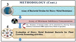 METHODOLOGY (Cont.)
Assay of Bacterial Strains for Heavy Metal Resistance
Assay of Minimum Inhibitory Concentration
3
The Resistance of bacterial isolates will be determined by observing Minimum
Inhibitory Concentration (MIC) against Heavy Metals on agar plates.
Evaluation of Heavy Metal Resistant Bacteria for Plant
Growth Promoting activities.
4
 