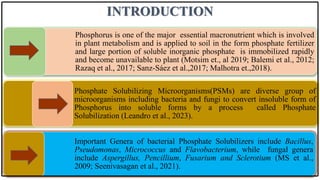 INTRODUCTION
Phosphorus is one of the major essential macronutrient which is involved
in plant metabolism and is applied to soil in the form phosphate fertilizer
and large portion of soluble inorganic phosphate is immobilized rapidly
and become unavailable to plant (Motsim et., al 2019; Balemi et al., 2012;
Razaq et al., 2017; Sanz-Sáez et al.,2017; Malhotra et.,2018).
Phosphate Solubilizing Microorganisms(PSMs) are diverse group of
microorganisms including bacteria and fungi to convert insoluble form of
Phosphorus into soluble forms by a process called Phosphate
Solubilization (Leandro et al., 2023).
Important Genera of bacterial Phosphate Solubilizers include Bacillus,
Pseudomonas, Micrococcus and Flavobacterium, while fungal genera
include Aspergillus, Pencillium, Fusarium and Sclerotium (MS et al.,
2009; Seenivasagan et al., 2021).
 