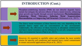 INTRODUCTION (Cont.)
Phosphate-solubilizing bacteria (PSB) do not directly degrade heavy
metals but mitigate the adverse effects of heavy metal toxicity, enhancing
plant growth and health through several mechanisms Phytostimulation,
Enhancing Metal Tolerance, Inducing Metal Sequestration,
Bioremediation and Improving Soil Structure (Mohamed et al., 2017).
The Heavy metal resistance of these bacteria may vary depending on the
specific heavy metal and its concentration in the environment.
Additionally, the efficiency of these bacteria in phosphate solubilization
and heavy metal resistance can be influenced by soil pH, temperature, and
other environmental factors (Paul et al., 2015).
However, it's essential to carefully select and evaluate the most suitable
strains for specific soil conditions and targeted heavy metal contaminants
to ensure successful applications (Priya et al., 2023).
 