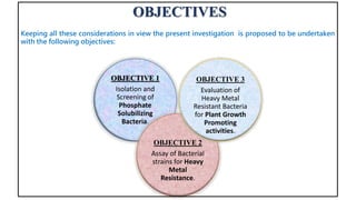 OBJECTIVES
OBJECTIVE 1
Isolation and
Screening of
Phosphate
Solubilizing
Bacteria.
OBJECTIVE 2
Assay of Bacterial
strains for Heavy
Metal
Resistance.
OBJECTIVE 3
Evaluation of
Heavy Metal
Resistant Bacteria
for Plant Growth
Promoting
activities.
Keeping all these considerations in view the present investigation is proposed to be undertaken
with the following objectives:
 