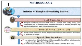 METHODOLOGY
Isolation of Phosphate Solubilizing Bacteria
S o i l S a m p l i n g
Serial Dilution (10⁻⁶ to 10⁻⁷)
Spread Plate Technique
Phosphate Solublizing Bacteria (PSB) will be isolated from nearby Heavy Metal
contaminated soil of different Cement Industries in Srinagar in sterilized polythene bags
aseptically with proper labels to prevent moisture loss.
Serial Dilution technique of the soil sample will be employed as it will reduce the number
of bacteria in the sample.
 An aliquots from decimal dilutions will be spreaded by Spread Plate technique on the
respective media, Pikovskaya media (PVK).
 Incubation(28±2°C) upto 5 days will show the Zone of Clearance (Halo zone).
1
 