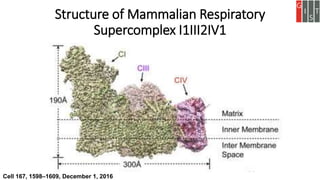 Structure of Mammalian Respiratory
Supercomplex I1III2IV1
Cell 167, 1598–1609, December 1, 2016
 