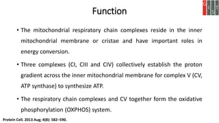 Function
• The mitochondrial respiratory chain complexes reside in the inner
mitochondrial membrane or cristae and have important roles in
energy conversion.
• Three complexes (CI, CIII and CIV) collectively establish the proton
gradient across the inner mitochondrial membrane for complex V (CV,
ATP synthase) to synthesize ATP.
• The respiratory chain complexes and CV together form the oxidative
phosphorylation (OXPHOS) system.
Protein Cell. 2013 Aug; 4(8): 582–590.
 