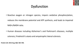 Dysfunction
• Reactive oxygen or nitrogen species, impairs oxidative phosphorylation,
reduces the membrane potential and ATP synthesis, and leads to impaired
NAD+/NADH ratio.
• Human diseases including Alzheimer’s and Parkinson’s diseases, multiple
sclerosis, Friedreich’s ataxia and amyotrophic lateral sclerosis.
Protein Cell. 2013 Aug; 4(8): 582–590.
 