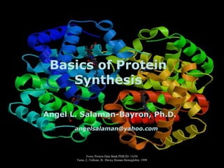salamaa@wyeth.com
Basics of Protein
Synthesis
From: Protein Data Bank PDB ID: 1A3N
Tame, J., Vallone, B.: Deoxy Human Hemoglobin. 1998
Angel L. Salaman-Bayron, Ph.D.
angelsalaman@yahoo.com
 
