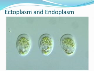 Ectoplasm and Endoplasm
 