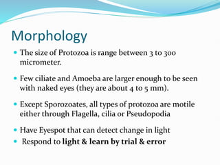 Morphology
 The size of Protozoa is range between 3 to 300
micrometer.
 Few ciliate and Amoeba are larger enough to be seen
with naked eyes (they are about 4 to 5 mm).
 Except Sporozoates, all types of protozoa are motile
either through Flagella, cilia or Pseudopodia
 Have Eyespot that can detect change in light
 Respond to light & learn by trial & error
 