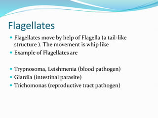 Flagellates
 Flagellates move by help of Flagella (a tail-like
structure ). The movement is whip like
 Example of Flagellates are
 Trypnosoma, Leishmenia (blood pathogen)
 Giardia (intestinal parasite)
 Trichomonas (reproductive tract pathogen)
 