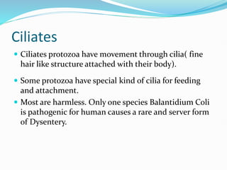 Ciliates
 Ciliates protozoa have movement through cilia( fine
hair like structure attached with their body).
 Some protozoa have special kind of cilia for feeding
and attachment.
 Most are harmless. Only one species Balantidium Coli
is pathogenic for human causes a rare and server form
of Dysentery.
 