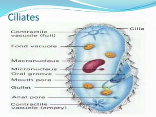 Ciliates
 