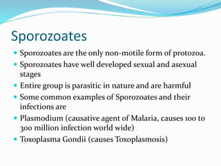Sporozoates
 Sporozoates are the only non-motile form of protozoa.
 Sporozoates have well developed sexual and asexual
stages
 Entire group is parasitic in nature and are harmful
 Some common examples of Sporozoates and their
infections are
 Plasmodium (causative agent of Malaria, causes 100 to
300 million infection world wide)
 Toxoplasma Gondii (causes Toxoplasmosis)
 