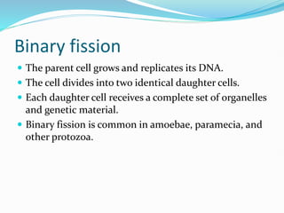 Binary fission
 The parent cell grows and replicates its DNA.
 The cell divides into two identical daughter cells.
 Each daughter cell receives a complete set of organelles
and genetic material.
 Binary fission is common in amoebae, paramecia, and
other protozoa.
 
