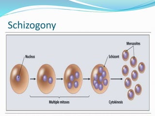 Schizogony
 